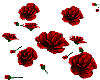Scattered roses