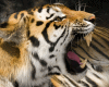 6v3| Tiger 5