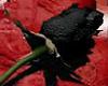 Black Rose Slave Pillow