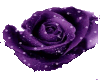 Sparly Purple Rose