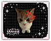 KITTY ANGY