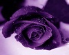 rose couch