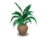 POTTED PLANT 13
