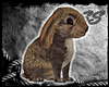 [SS] Brown Bunny Pet