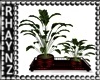 XS Plant