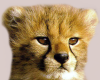Cheetah_Cub_Face