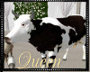 !Q Wedding Barn Cow