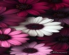 floresy