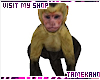 Simian Monkey