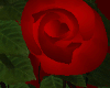 ROSE SAN VALENTIN