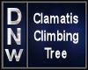 Climbing Clamatis Tree