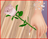 Hold Pink Rose