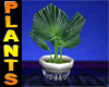 Palm Leaf Pot Plant