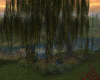Willow Tree