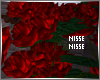 n| Wild Roses Bush Red