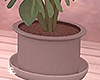 Plant / Salon