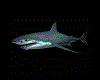 Shark Sticker 2 Anim
