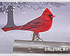 [DJ] Animated Cardinal