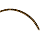  tiger tail F/M