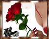 💖Valentine Love Rose