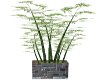 Bamboo in Tile Planter