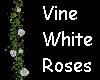 Vine White Roses