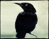 Crow w/ Annimations