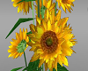 G - sunflower