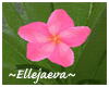 Tropical Plumeria Pink