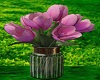 Pink Tulips