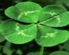 4leaf underground