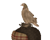D4. Autumn Pigeon add