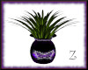 Z-butterfly purple plant