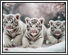 ❄ White Tiger Cubs BG
