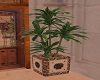 ^Potted drakaina plant