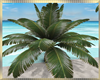 Aloha Animated Palm