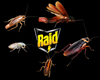 ROACHES PARTICLES