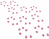 pink rose petals