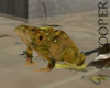 !A frog