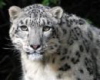 Snow Leopard sticker
