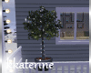 [kk] Christmas Plant