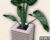 Modern House Plant