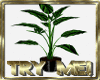 QT~Black Fern leaf Plant