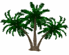 Triple Palm trees