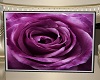 Purple Rose Room Divider