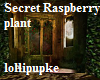 Secret Raspberry orange
