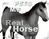 R|C Horse Silver M/F