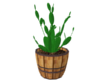 cactus in a barrel