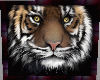 Picture tiger anime