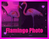 Flamingo Photo Room